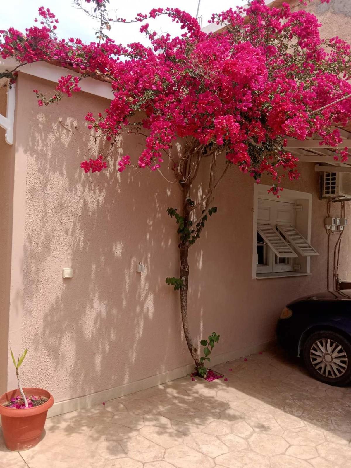 Menegis Apartment Zakynthos Town Exterior foto